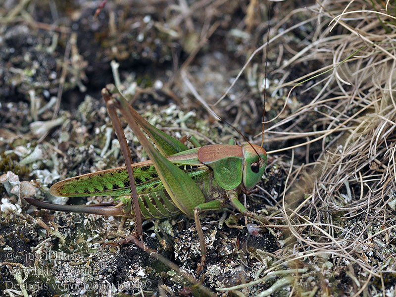 Decticus verrucivorus Warzenbeißer