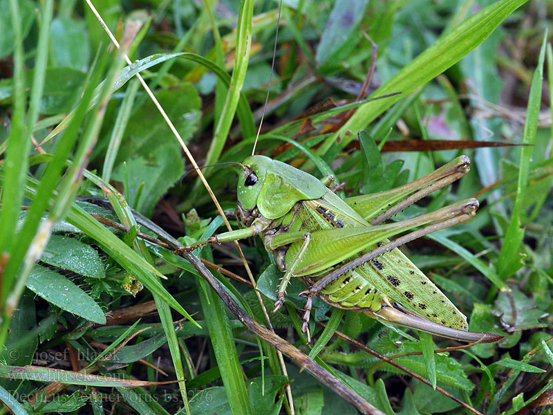 Decticus verrucivorus Кузнечик серый