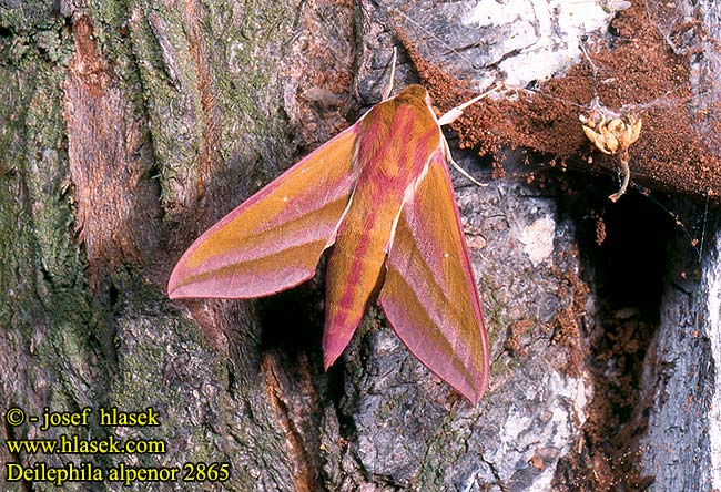 Deilephila elpenor Elephant Hawk-moth Dueurtsvaermer Horsmakiitäjä Moyen Sphinx Vigne Szőlőszender Mittlerer Weinschwärmer Zmierzchnik gładysz Lišaj vŕbkový vrbkový Esfinge Vid Allmän snabelsvärmare Suur-punasuru