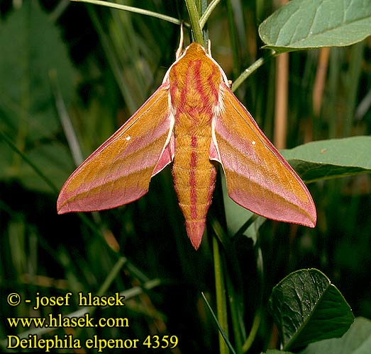 Deilephila elpenor Horsmakiitäjä Moyen Sphinx Vigne Szőlőszender Mittlerer Weinschwärmer Zmierzchnik gładysz Lišaj vŕbkový vrbkový Esfinge Vid Allmän snabelsvärmare Suur-punasuru