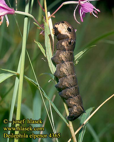 Deilephila elpenor Sphinx Vigne Szőlőszender Mittlerer Weinschwärmer Zmierzchnik gładysz Lišaj vŕbkový vrbkový Esfinge Vid Allmän snabelsvärmare Suur-punasuru