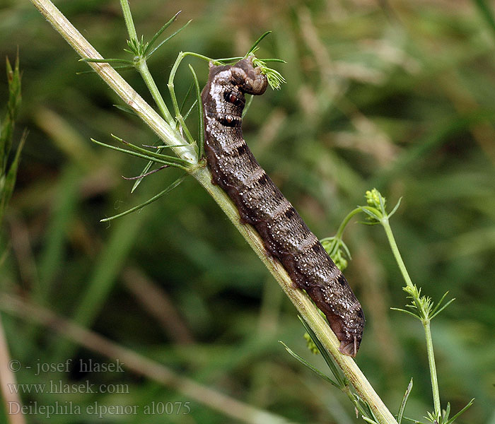 Deilephila elpenor Elephant Hawk-moth Dueurtsvaermer