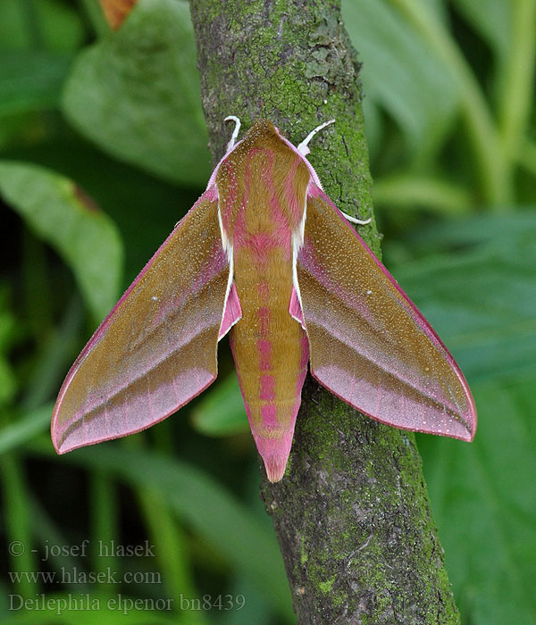 Deilephila elpenor Horsmakiitäjä Moyen Sphinx Vigne Szőlőszender