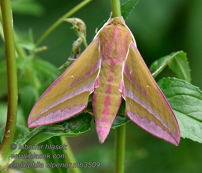 Deilephila elpenor