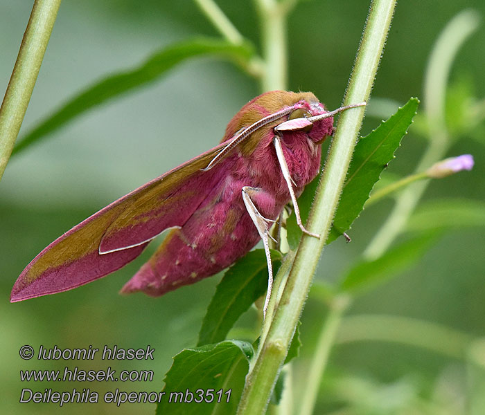 Deilephila elpenor