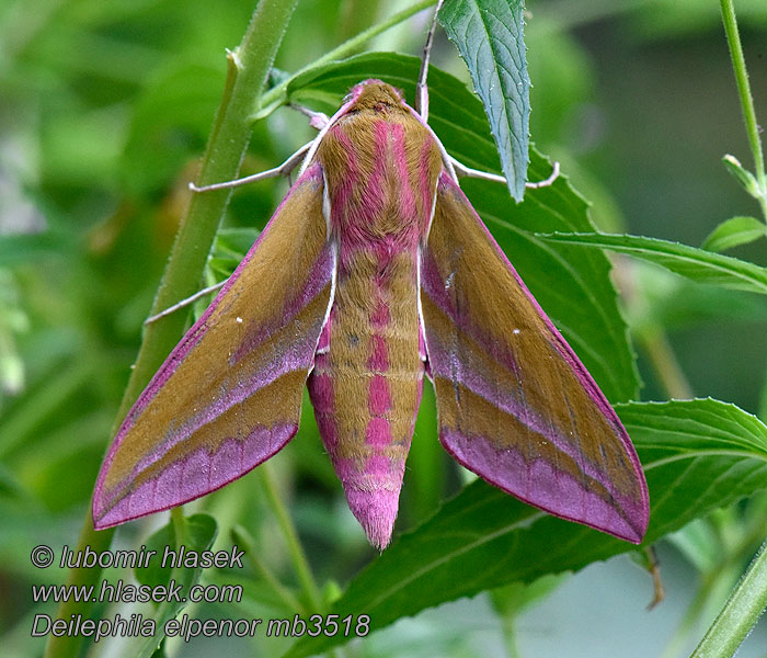 Deilephila elpenor