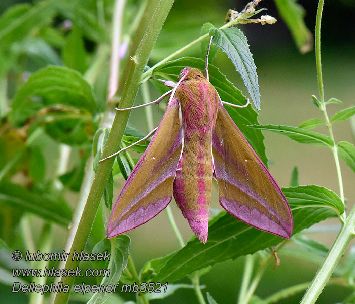 Deilephila elpenor