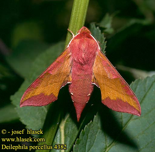 Deilephila porcellus Metopsilus Small Elephant Hawk-moth Lille vinsvaermer Pikkukiitäjä Petit Sphinx Vigne Piros szender Kleiner Weinschwärmer Zmierzchnik pazik Lišaj vrbicový kyprejový Liten Snabelsvärmare Бражник малый винный винний малий Liten snabelsvermer