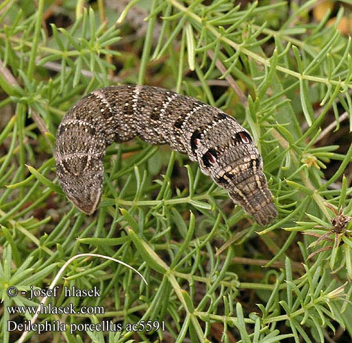 Бражник малый винный винний малий Liten snabelsvermer Deilephila porcellus Metopsilus Small Elephant Hawk-moth Lille vinsvaermer Pikkukiitäjä Petit Sphinx Vigne Piros szender Kleiner Weinschwärmer Zmierzchnik pazik Lišaj vrbicový kyprejový Liten Snabelsvärmare