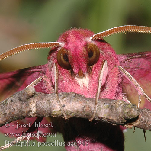 Lišaj vrbicový kyprejový Liten Snabelsvärmare Бражник малый винный винний малий Liten snabelsvermer Deilephila porcellus Metopsilus Small Elephant Hawk-moth Lille vinsvaermer Pikkukiitäjä Petit Sphinx Vigne Piros szender Kleiner Weinschwärmer Zmierzchnik pazik