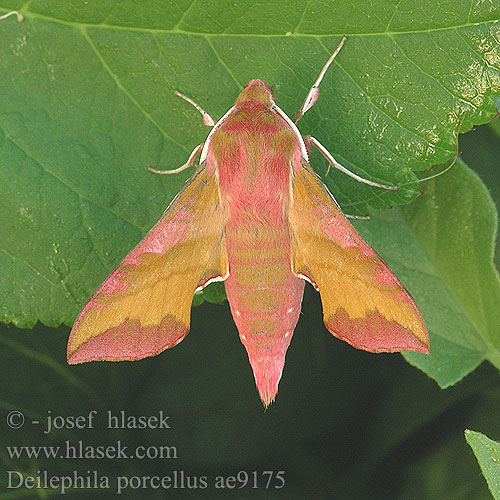 Liten snabelsvermer Deilephila porcellus Metopsilus Small Elephant Hawk-moth Lille vinsvaermer Pikkukiitäjä Petit Sphinx Vigne Piros szender Kleiner Weinschwärmer Zmierzchnik pazik Lišaj vrbicový kyprejový Liten Snabelsvärmare Бражник малый винный винний малий