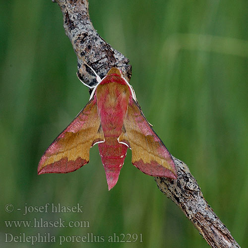 Lišaj kyprejový Liten Snabelsvärmare Бражник малый винный винний малий Liten snabelsvermer Deilephila porcellus Metopsilus Small Elephant Hawk-moth Lille vinsvaermer Pikkukiitäjä Petit Sphinx Vigne Piros szender Kleiner Weinschwärmer Zmierzchnik pazik