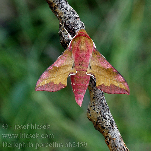 Liten Snabelsvärmare Бражник малый винный винний малий Liten snabelsvermer Deilephila porcellus Metopsilus Small Elephant Hawk-moth Lille vinsvaermer Pikkukiitäjä Petit Sphinx Vigne Piros szender Kleiner Weinschwärmer Zmierzchnik pazik Lišaj vrbicový kyprejový