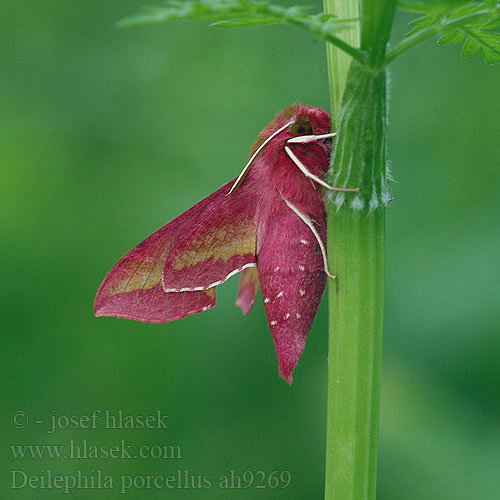 Deilephila porcellus Metopsilus Small Elephant Hawk-moth Lille vinsvaermer Pikkukiitäjä Petit Sphinx Vigne Piros szender Kleiner Weinschwärmer Zmierzchnik pazik Lišaj vrbicový kyprejový Liten Snabelsvärmare Бражник малый винный винний малий Liten snabelsvermer