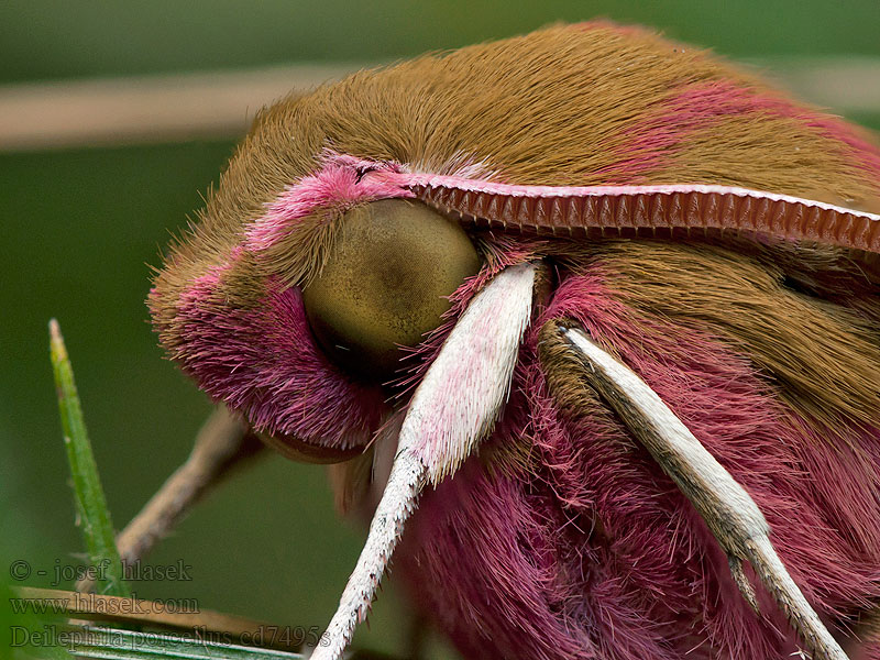 Deilephila porcellus