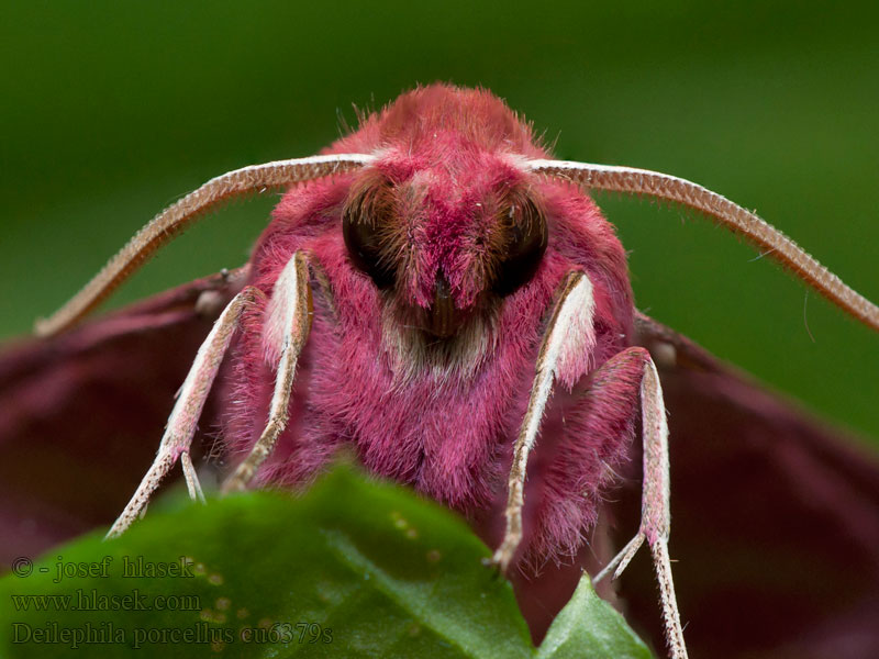 Deilephila porcellus