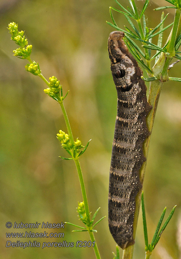 Deilephila porcellus