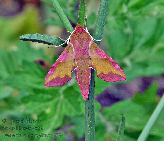 Deilephila porcellus