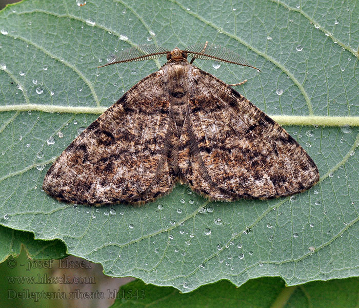 Satin Beauty Deileptenia ribeata