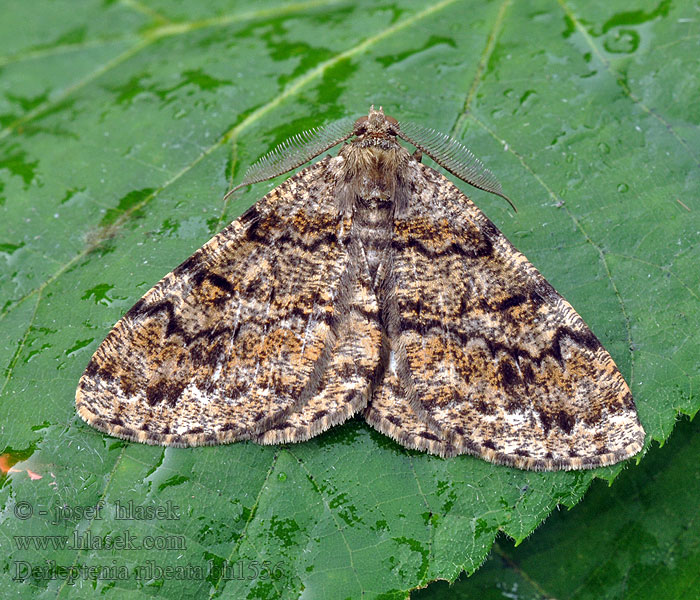 Fichtenmischwald-Baumspanner Deileptenia ribeata