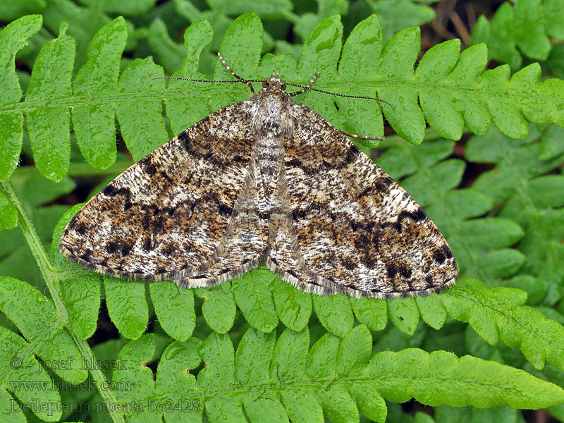 Deileptenia ribeata Satin Beauty Různorožec jedlový