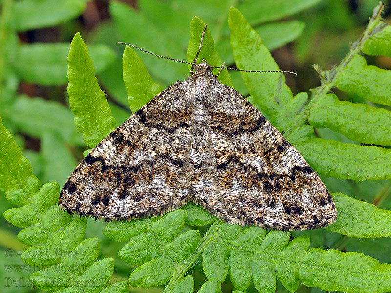 Deileptenia ribeata Fichtenmischwald-Baumspanner