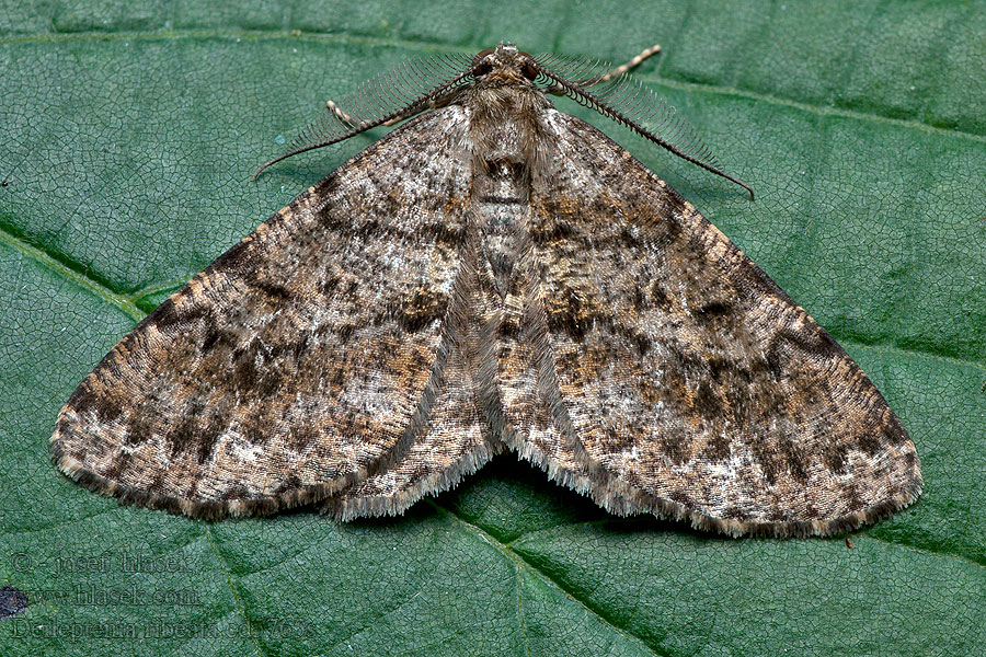 Fichtenmischwald-Baumspanner Deileptenia ribeata