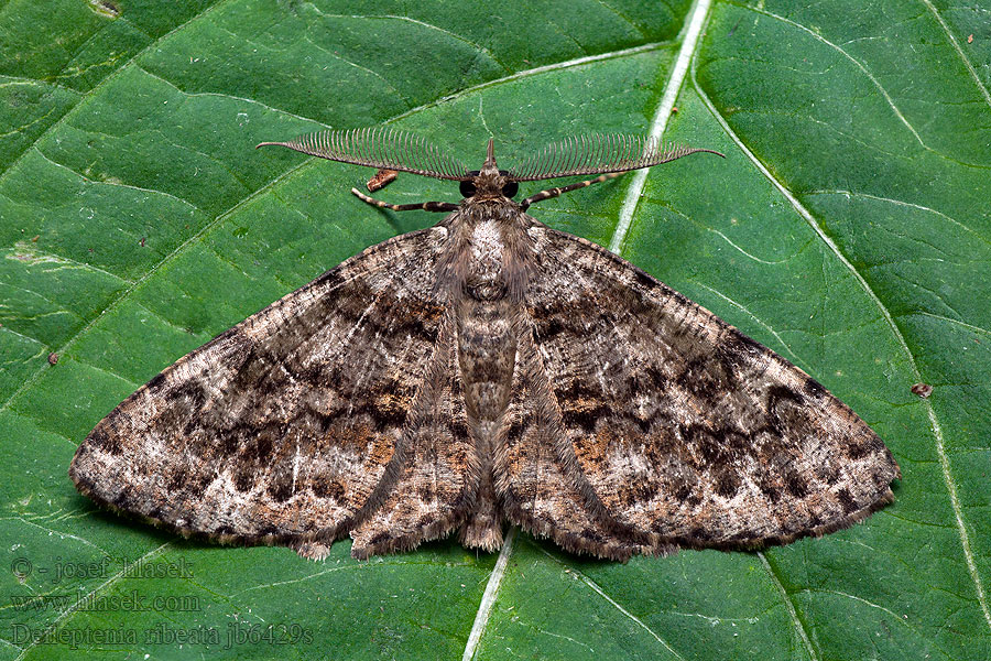 Deileptenia ribeata