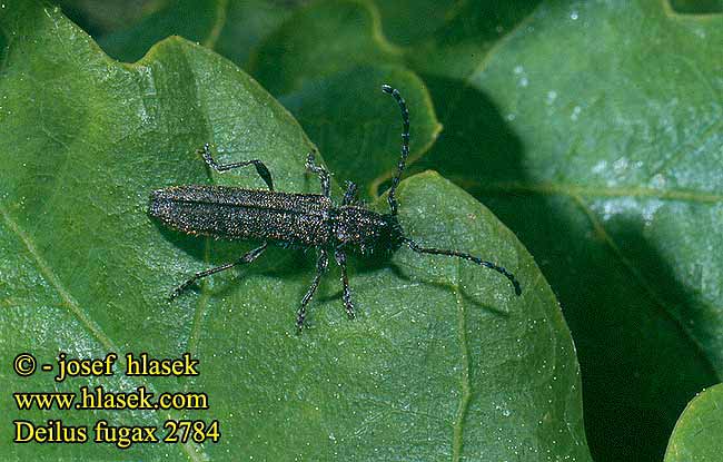 Deilus fugax 2784
