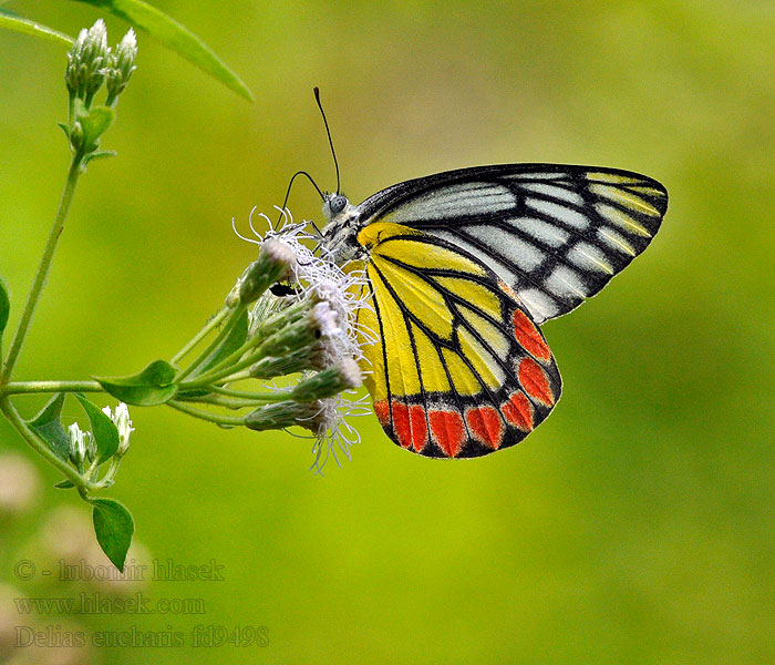 Delias eucharis 黑脉斑粉蝶