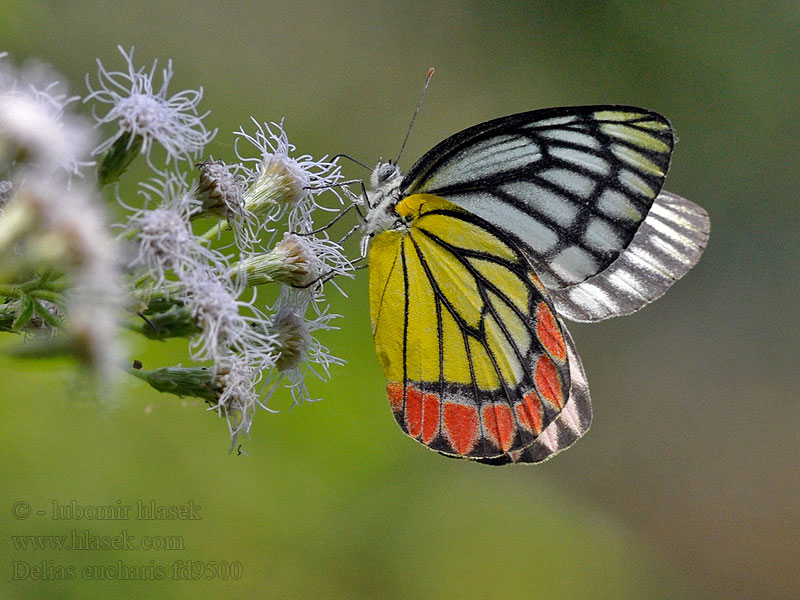 Delias eucharis Common Jezebel