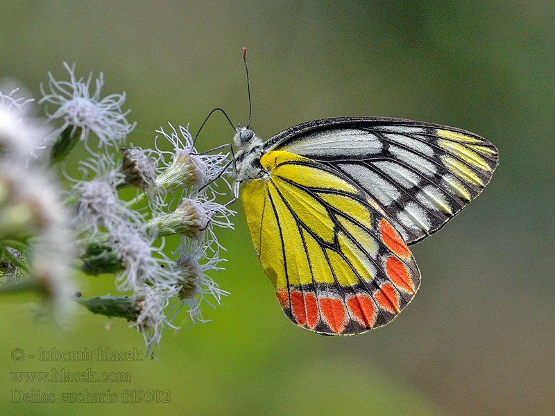 Delias eucharis Common Jezebel 黑脉斑粉蝶