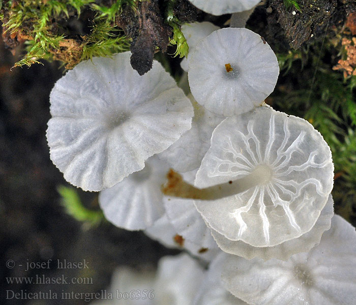 Delicatula integrella Mycène blanc pur Dverghette Деликатула маленькая