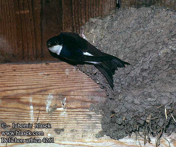 Delichon urbica House Martin Mehlschwalbe Hirondelle fenêtre Avión Común Jiřička obecná Bysvale Huiszwaluw Räystäspääsky Balestruccio Taksvale Hussvala [白腹]毛脚燕 Воронок ニシイワツバメ خطاف المدن 흰털발제비 Σπιτοχελίδονο Andorinho-dos-beirais Міська ластівка Huisswael Ev kırlangıcı טסית Belorítka obyčajná Čurkste Räästapääsuke Oknówka Molnárfecske Taksvale Градска лястовица Piljak Lastunul casa Mestna lastovka Gradska lasta