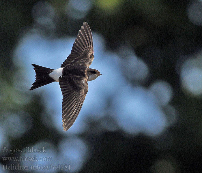 Delichon urbica House Martin