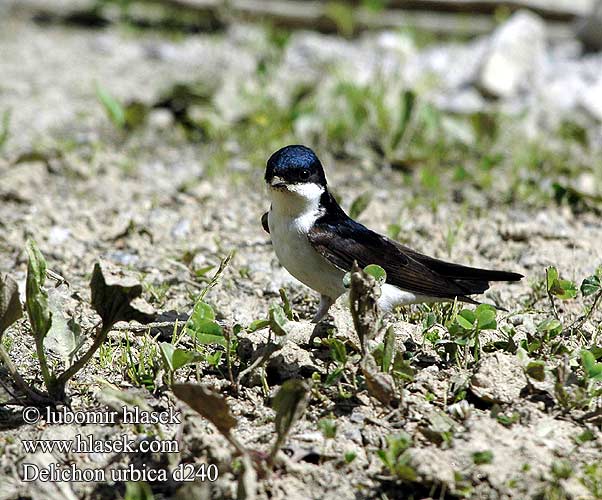 Delichon urbica UK: House Martin DE: Mehlschwalbe FR: Hirondelle de fenetre ES: Avión Común CZ: jiřička obecná DK: Bysvale NL: Huiszwaluw PL: Oknówka IT: Balestruccio FI: Räystäspääsky HU: Molnárfecske SE: Hussvala NO: Taksvale TR: ev kyrlangycy SK: belorítka obyčajná PT: Andorinha-dos-beirais LV: Čurkste EE: Räästapääsuke