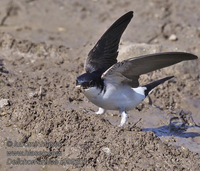 Delichon urbica House Martin Mehlschwalbe Jiřička obecná Bysvale Huiszwaluw