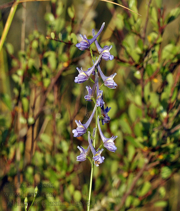 Delphinium halteratum