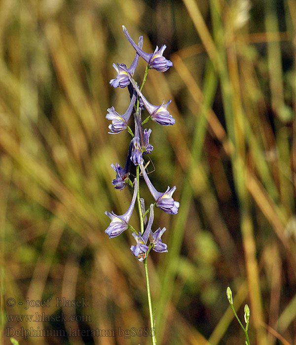 Delphinium halteratum