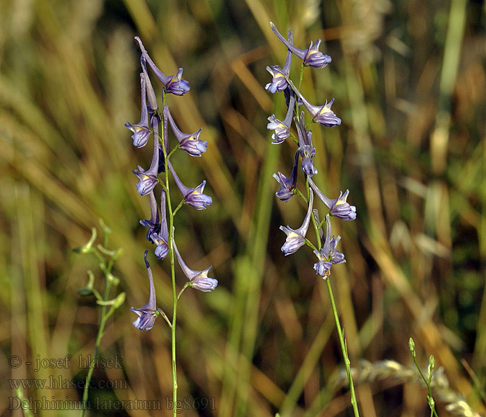 Delphinium halteratum