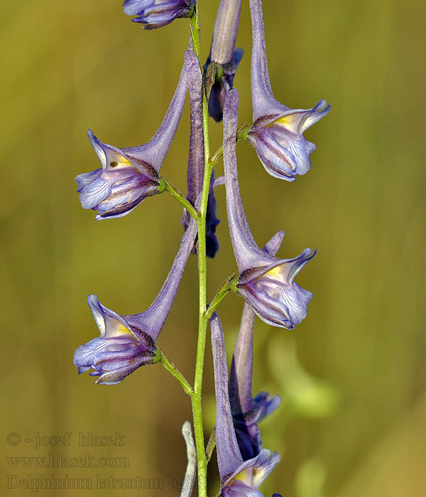 Delphinium halteratum