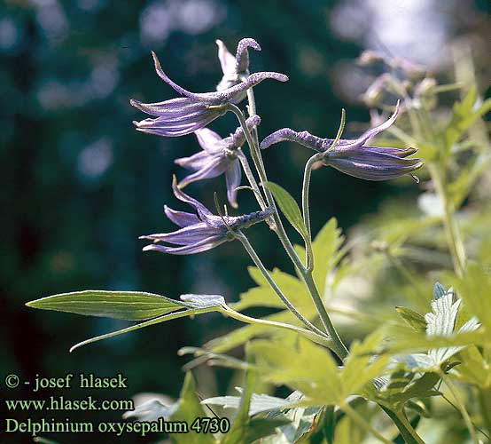 Delphinium oxysepalum Ostróżka tatrzańska Stračia nôžka tatranská