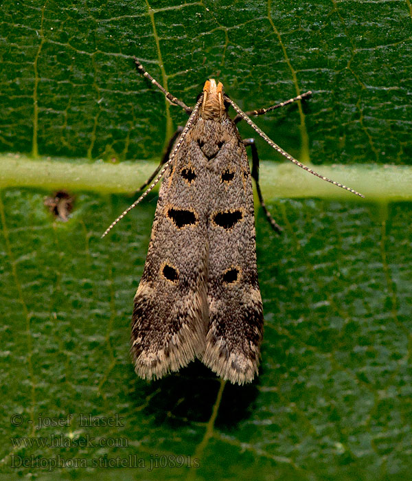 Deltophora stictella