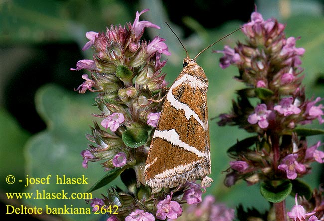 Deltote bankiana Silver Barred Noctuelle argentule Barré argent