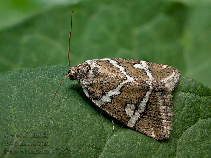 Noctuelle argentule Barré argent Deltote bankiana