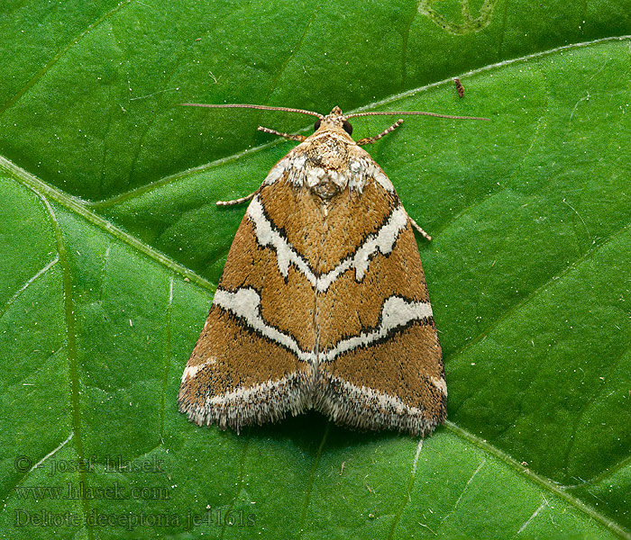 Silver Barred Deltote bankiana