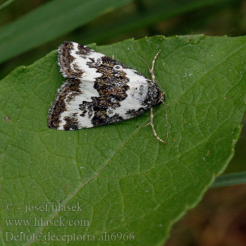 Pretty Marbled Tölgyes-apróbagoly Buschrasen-Grasmotteneulchen