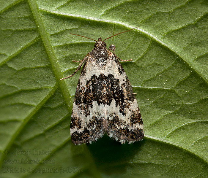 Pretty Marbled Tölgyes-apróbagoly Buschrasen-Grasmotteneulchen Deltote deceptoria