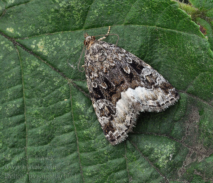 Marbled White Spot Albule Světlopáska ostružníková ostružiníková