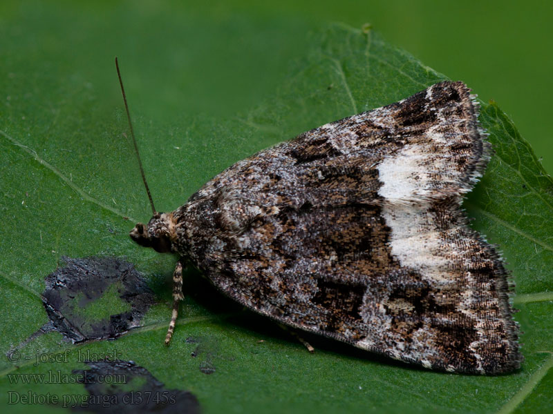 Deltote pygarga Juodbaltis pelėdgalviukas Hvitkantet glansfly